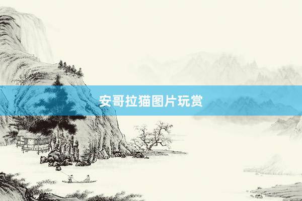 安哥拉猫图片玩赏