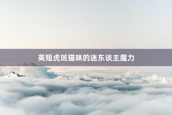 英短虎斑猫咪的迷东谈主魔力